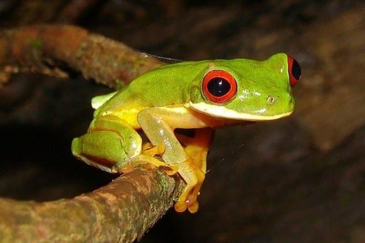 Arenal Night Walk Experience from Arenal
