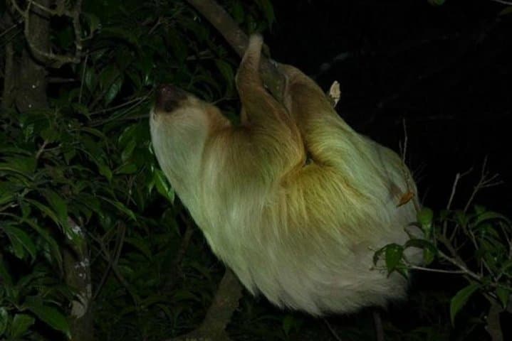 Monteverde Cloud Forest Night Wildlife Experience