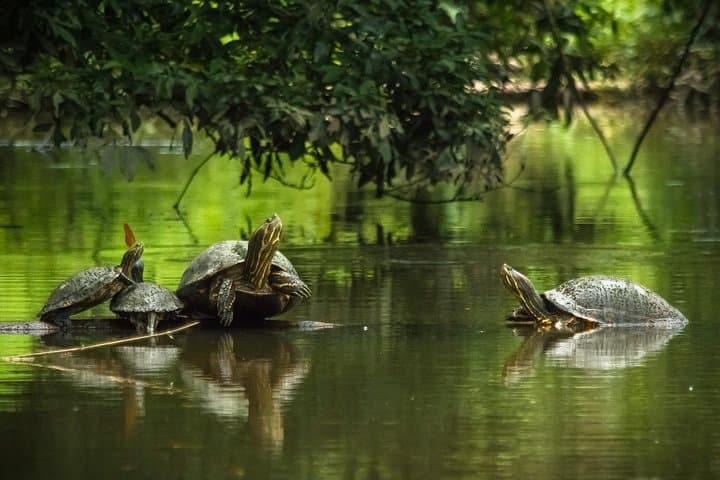 2 Days Tortuguero National Park Eco Adventure Tour
