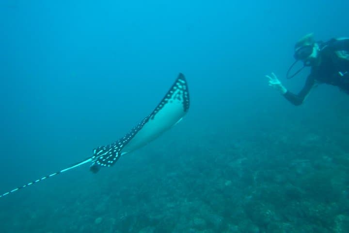 Discover Scuba Diving