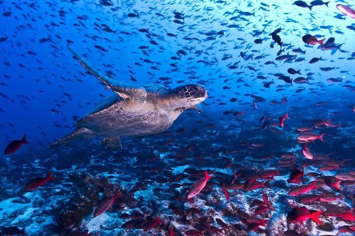 Snorkeling! & Cahuita national park Small Group Tour