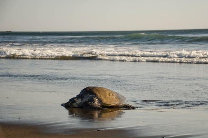 Turtle Nesting Tour in Corozalito