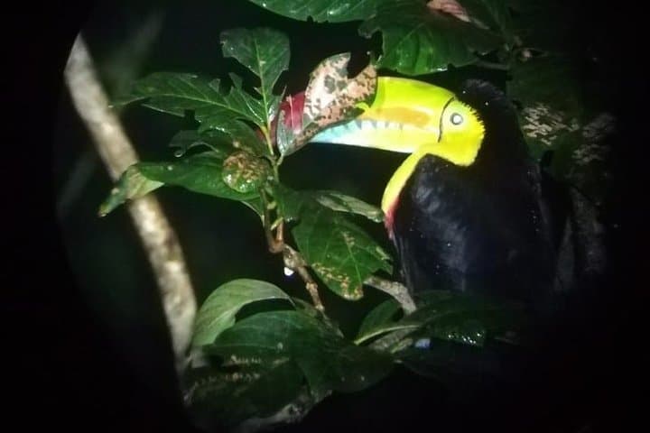 Monteverde Night Tour with a Certified Tour Guide (6 PM or 8 PM)