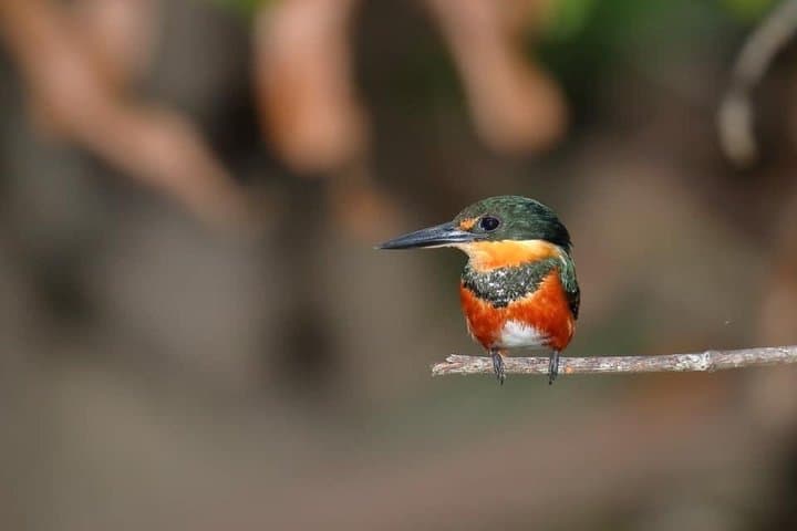 Birding at El Rey. (Marshes,rice fields,canals) Private Birding Tour