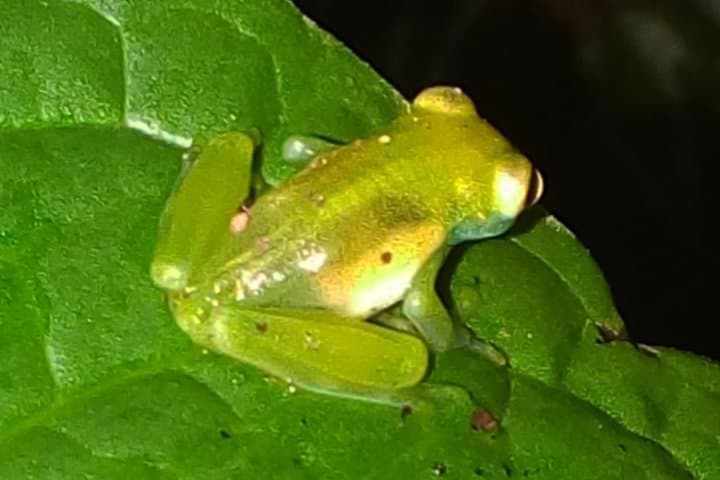 Shared Monteverde Night Tour