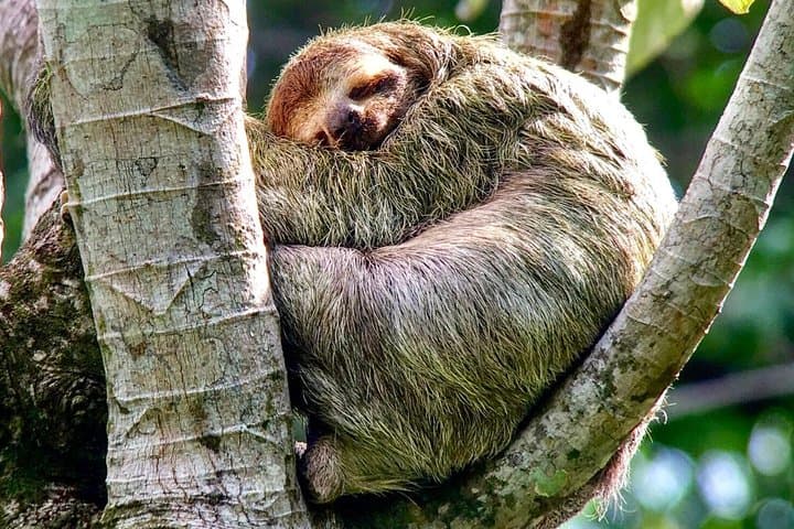 Manuel Antonio National park afternoon wildlife experience