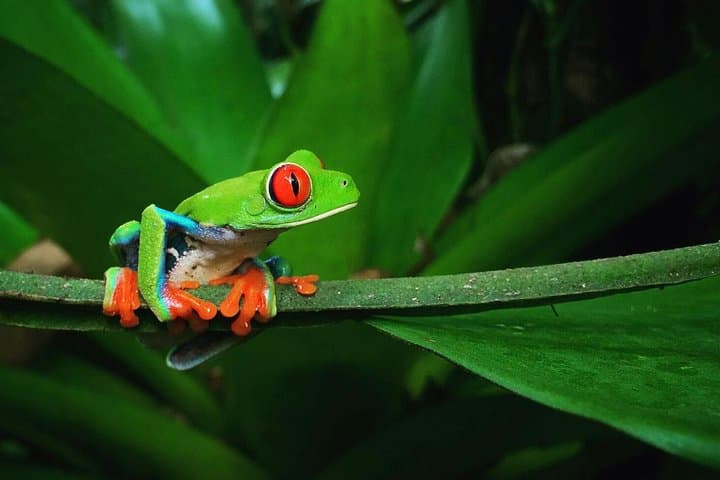 La Fortuna Frogs and Reptiles Wildlife Night Tour 2hrs