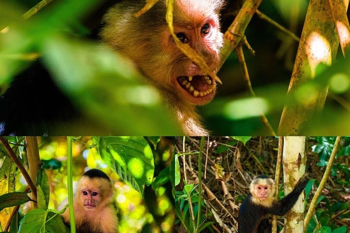 Monkey tour.
