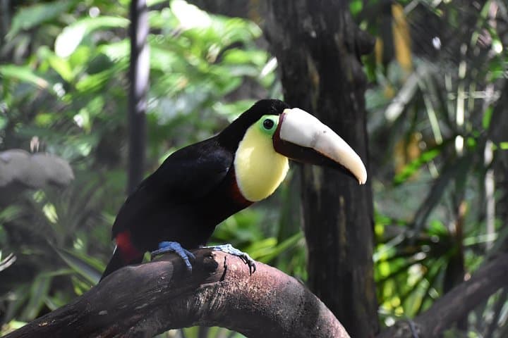 Skip the Line: Rescate Wildlife Rescue Centre General Admission Ticket