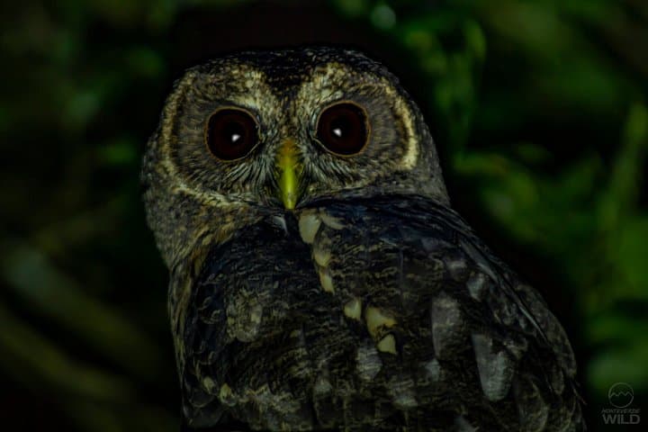 Cloud Forest Night Walk in Monteverde -Monteverde Wild-