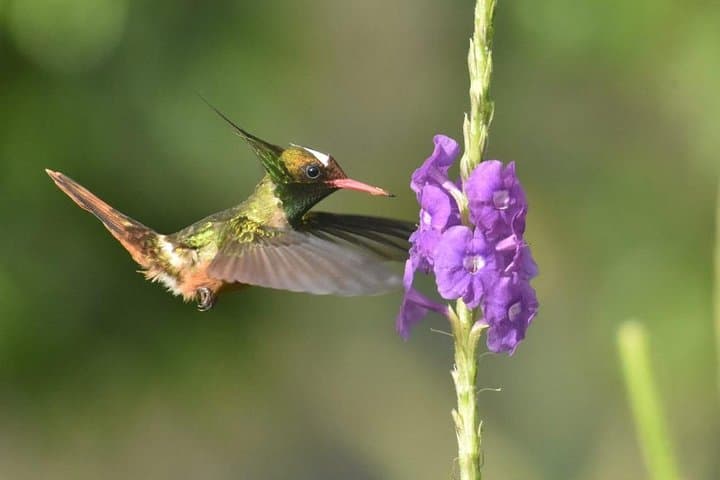 Birding in the Rainforest