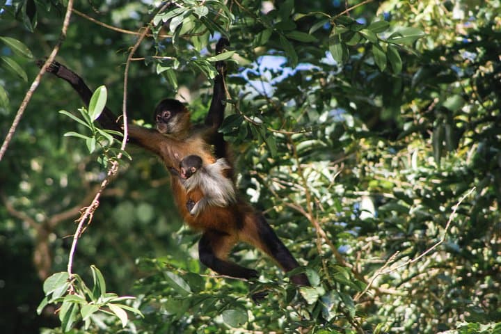 Canoe Tour in Tortuguero National Park