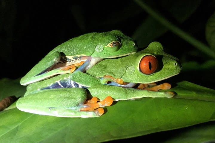Manuel Antonio Night Tour - Sloth-Red Eye Frog - Jungle Wildlife