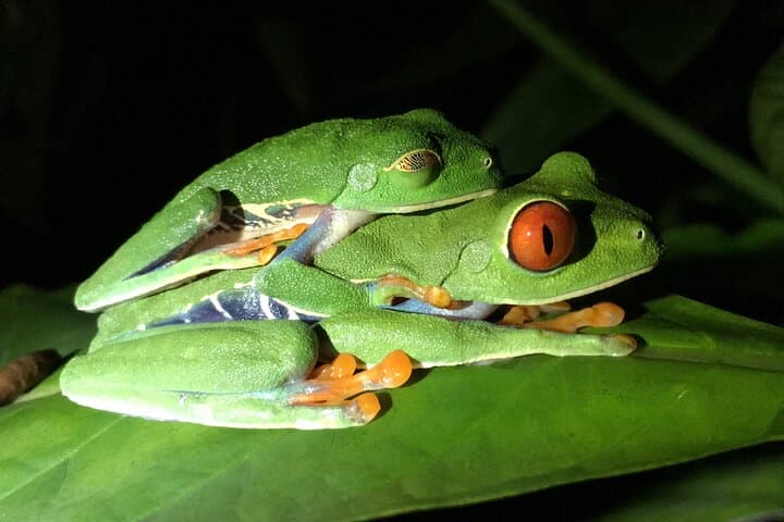Manuel Antonio Night Tour - Sloth-Red Eye Frog - Jungle Wildlife