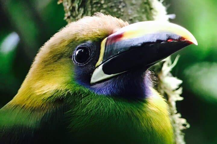 Small Groups Birding at Monteverde Cloud Forest