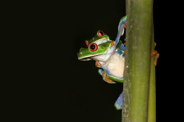 Rainforest Night Walking Tour (Private property)