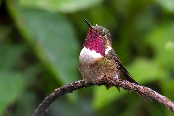 Private Birdwatching & Photography Tour - Esquipulas