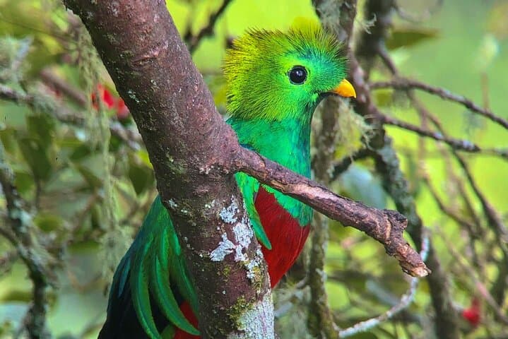 Quetzal Birdwatching Experience at San Gerardo De Dota Private Tour.
