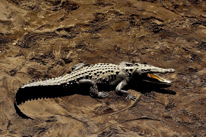 Jungle Crocodile & Carara National Park-Punta Arenas Highlights