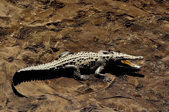 Jungle Crocodile & Carara National Park-Punta Arenas Highlights