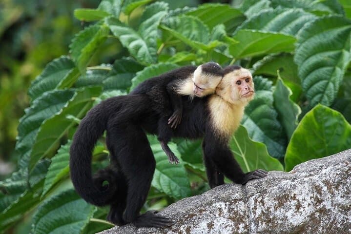 Monkey Mangrove tour