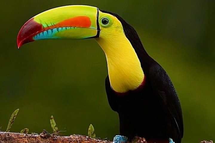 Monteverde Full Day Birding Expedition with FREE BINOCULARS