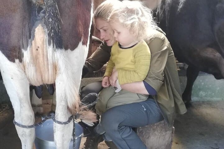 Milking cows and breakfast at "El Terruño de los Torres"