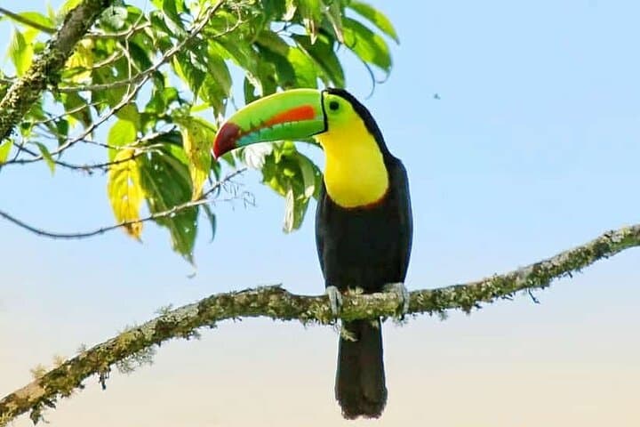 Curi-Cancha Birdwatching Tour in Monteverde