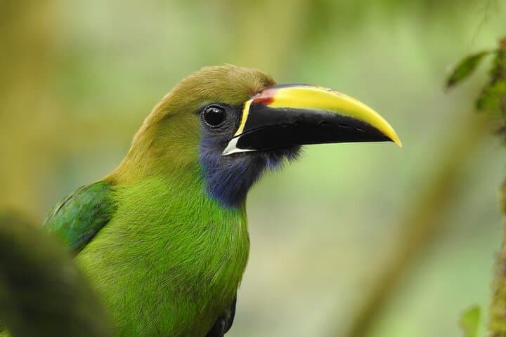 Birdwatching Tour in La Fortuna