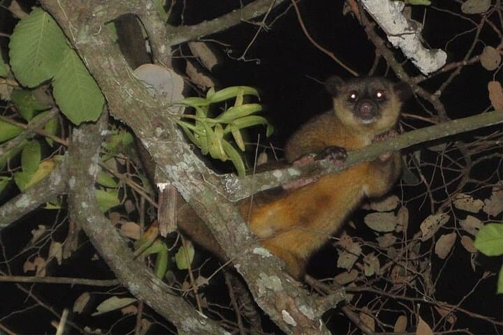 Arenal Rainforest Night Walk with Naturalist Guide in La Fortuna