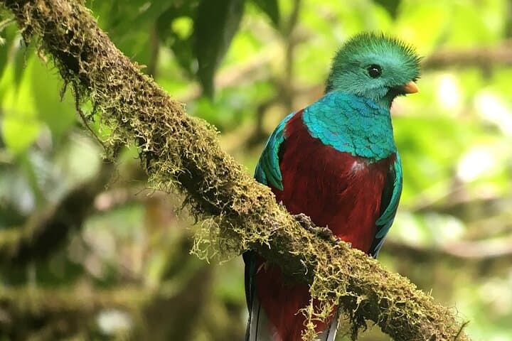 BirdwatchingTour between clouds and forest Monteverde