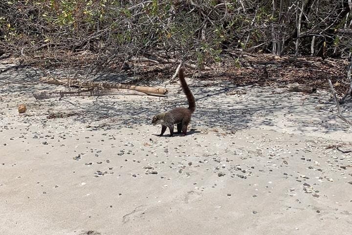 Full day Hiking Manuel Antonio and watching wild life at nature from San Jose