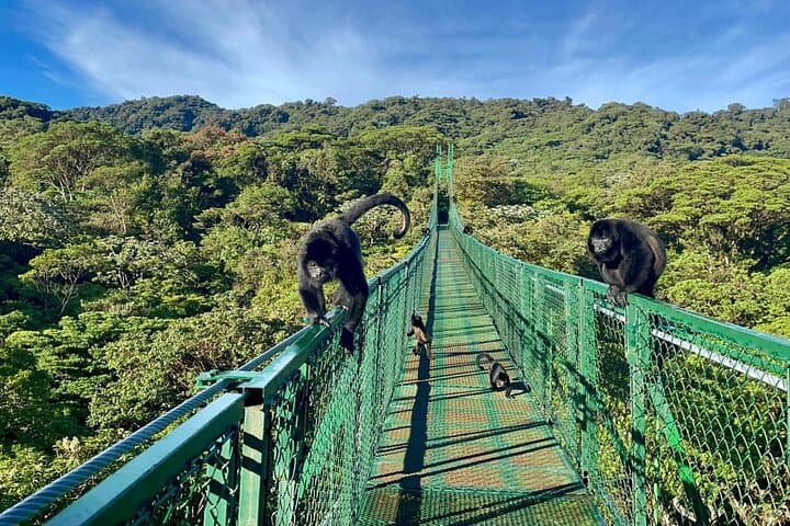 Zipline & Guided Hanging Bridges Tour in Monteverde Cloud Forest