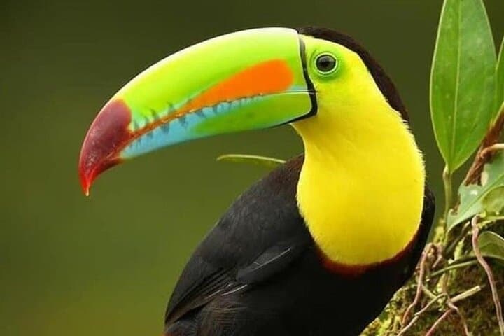 Monteverde Birdwatching Tour at Curicancha Reserve