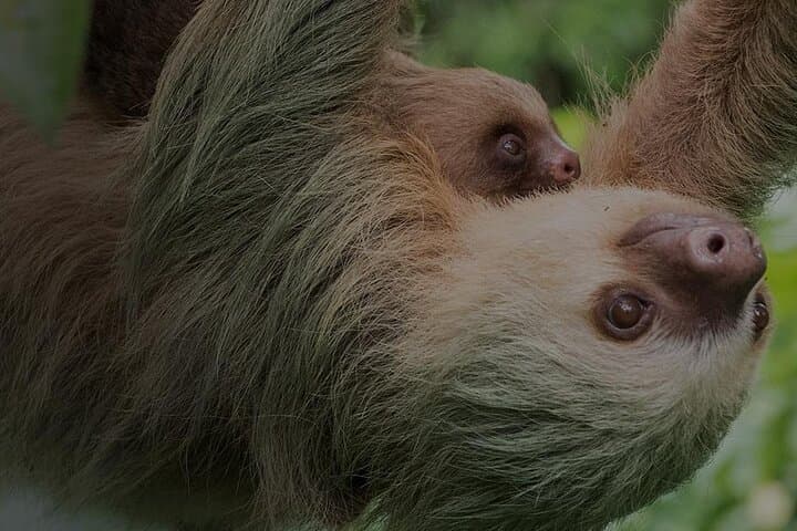 Ecogarden Arenal Sloth Tour