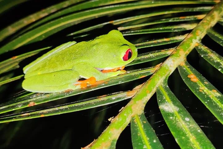 Caribbean Rainforest night walk