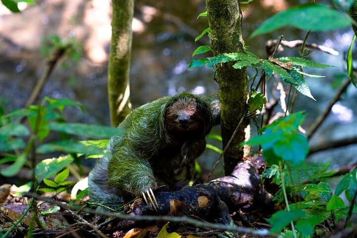 Rainforest Sloth Sanctuary with Coffee and Chocolate Experience