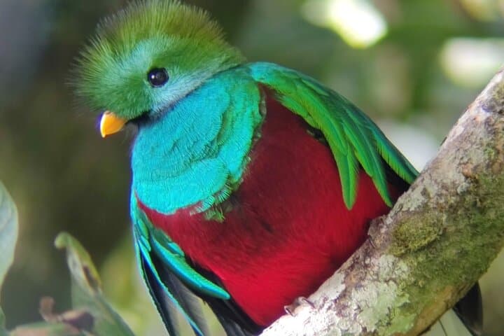 Monteverde Cloud Forest Tour – Small Group and Guide