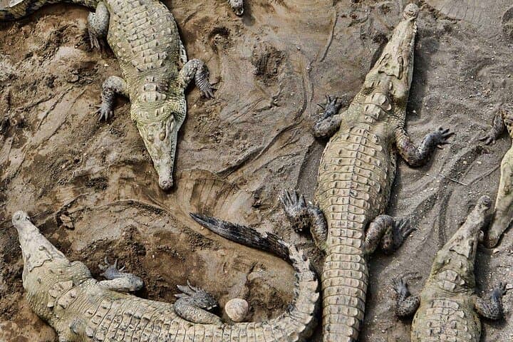 Tarcoles River Crocodile Adventure Tour