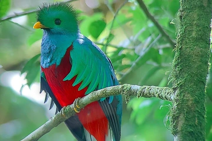 Monteverde Cloud Forest / Wildlife Tour / Local Naturalist