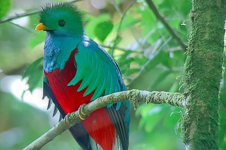 Monteverde Cloud Forest Guided Nature Walk with Local Naturalist