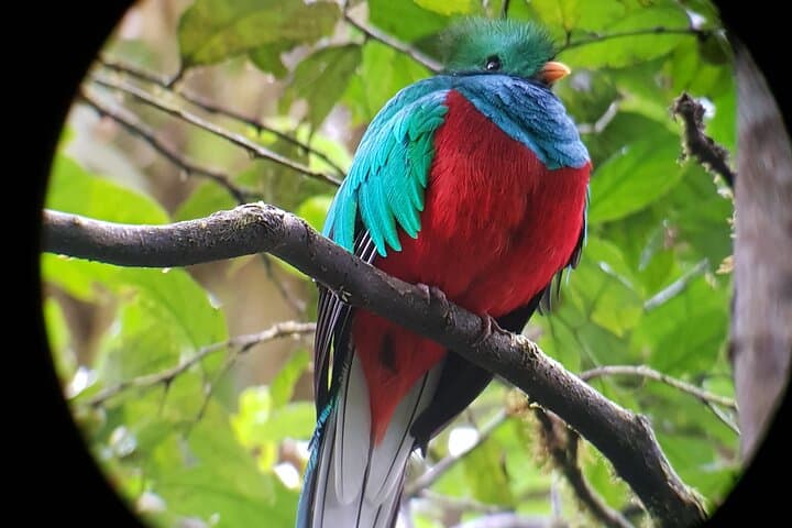 Shared Natural History Walk in Monteverde