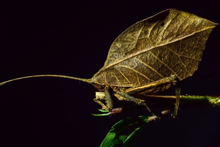 Private Guided Night Walk in the Wonderful Darkness of Monteverde