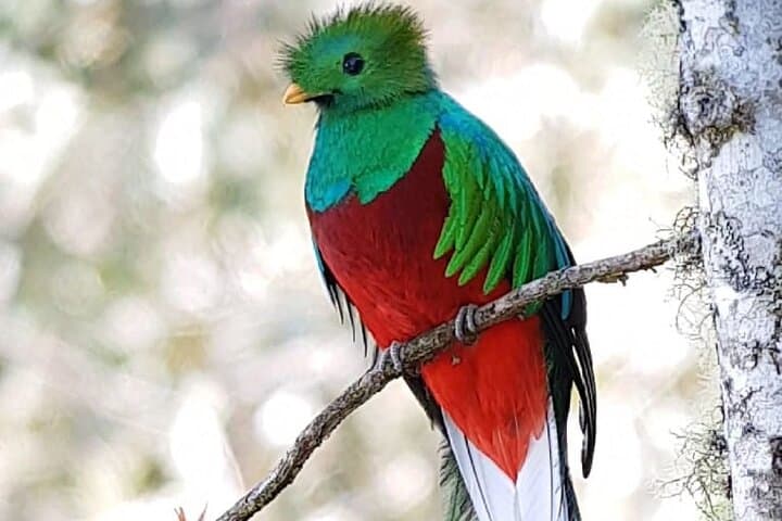 Birdwatching Private Tour in Cloud Forest, Coronado, San Jose