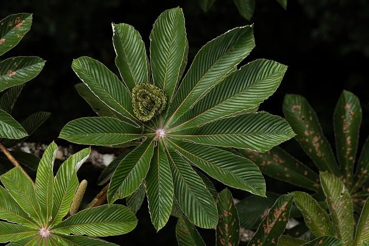 Cloud Forest Natural History Tour