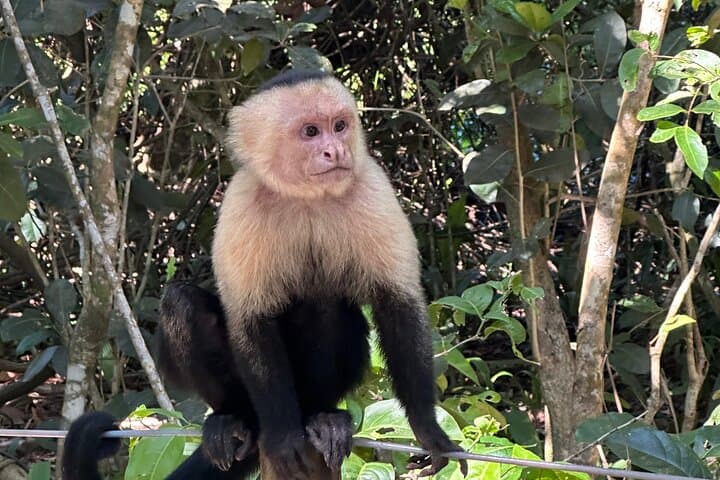 Hike in Manuel Antonio National Park with Transportation