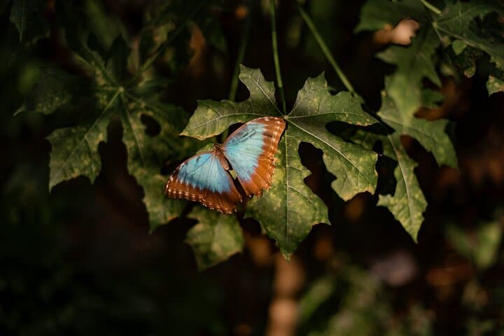 Butterfly Garden & Tortuguero Canals: A Unique Tropical Adventure
