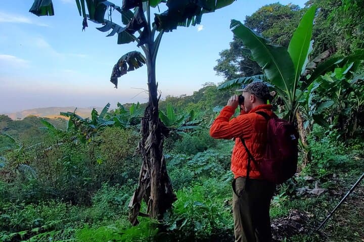 4 Hours Bird Watching guided Experience in Woodpecker,Monteverde