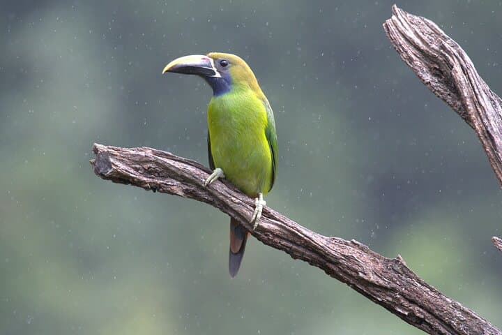 Monteverde Cloud Forest Private Tour