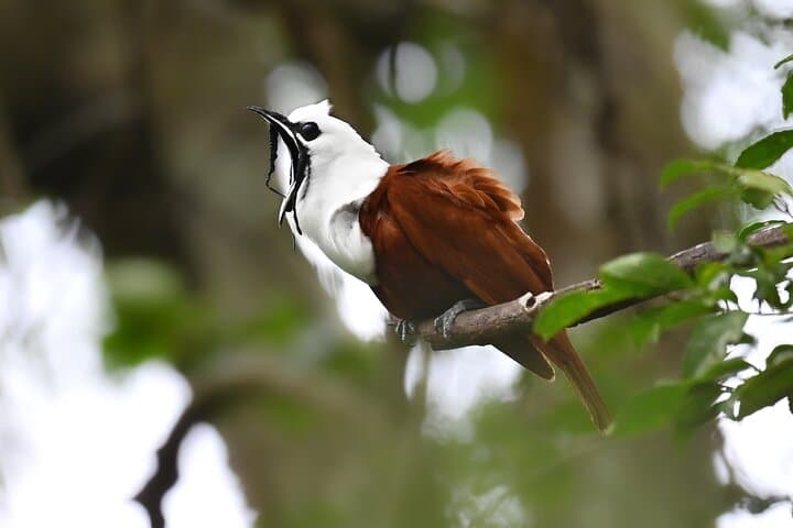 Private Birdwatching at Curi Cancha Monteverde